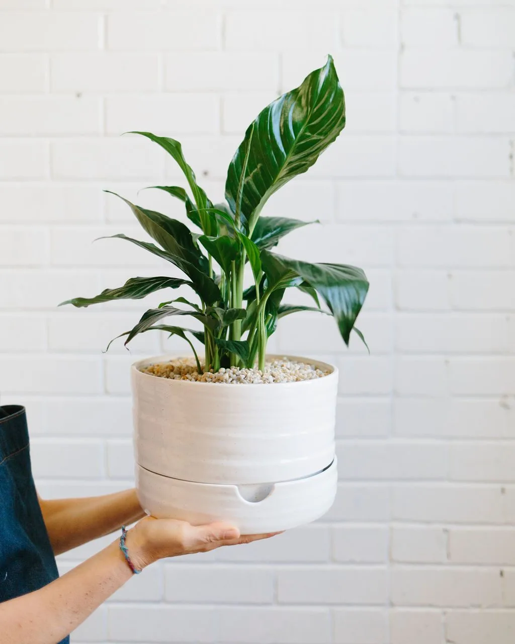 Angus & Celeste - Peace Lily (Spathiphyllum) A potted up Peace Lily in our Self Watering Plant Pot in White Speckle.