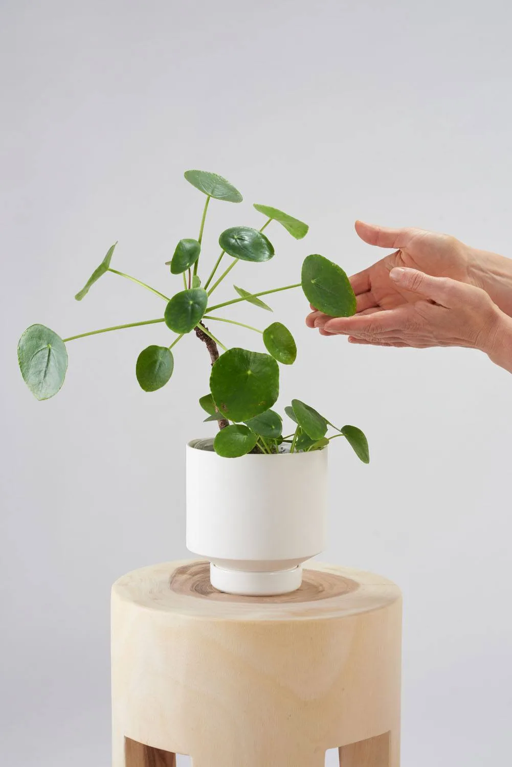 Angus & Celeste Collectors Gro Pots White Styled