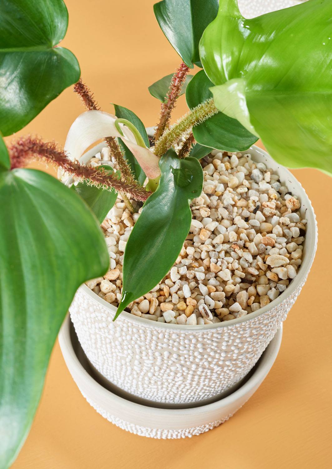 macrame mini plant hanger DIY Macrame Plant Hanger Kit: Medium