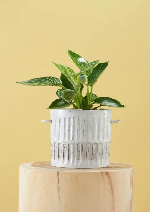 Angus & Celeste Milk Wash Artisan Plant Pot Styled Large Vertical Lines