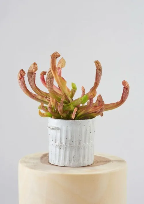 Angus & Celeste Milk Wash Artisan Plant Pot Styled Small Vertical Lines