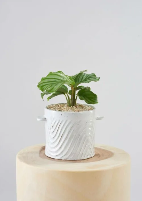 Angus & Celeste Milk Wash Artisan Plant Pot Styled Small Wave