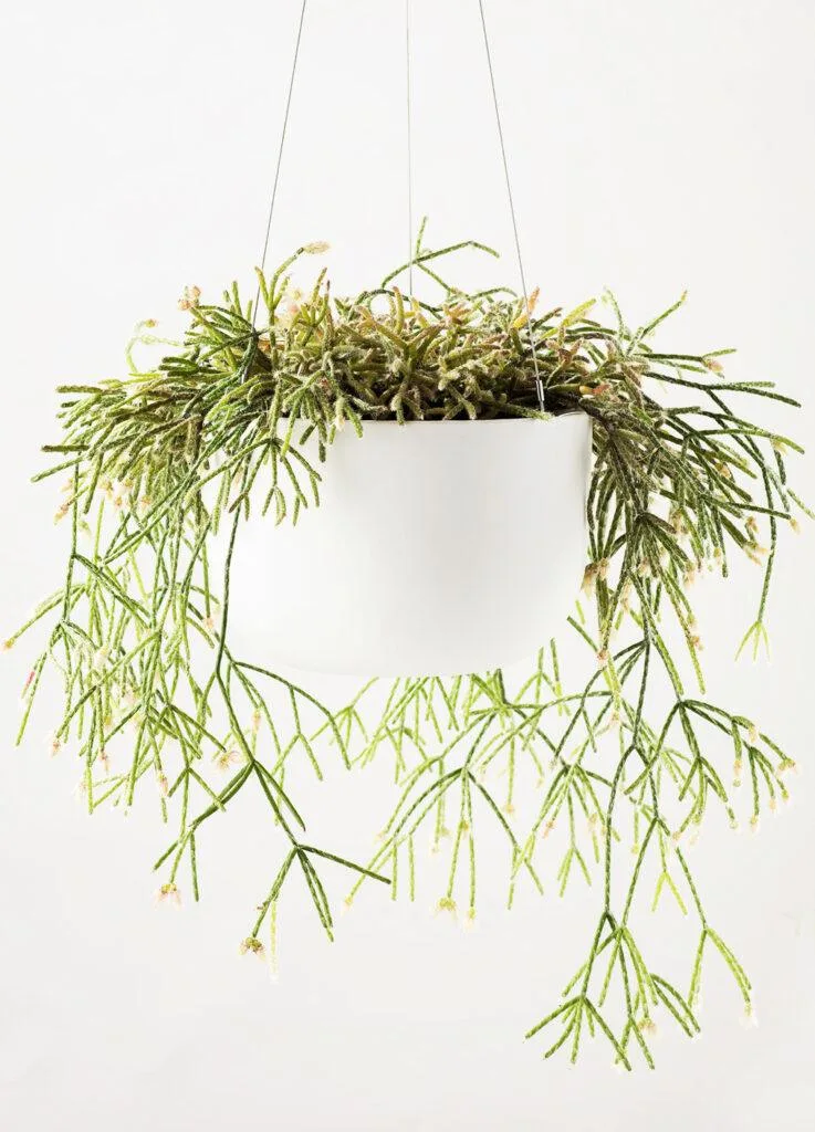 Angus & Celeste - A&C Features In Architectural Digest’s Open Door Series Angus & Celeste - A&C Features In Architectural Digest’s Open Door Series