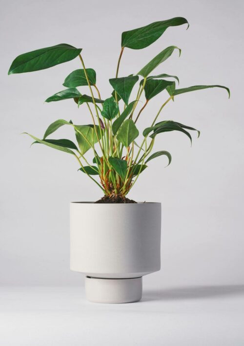 Angus & Celeste Collectors Gro Pot Large Light Grey Styled