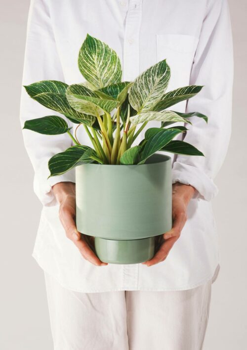Angus & Celeste Collectors Gro Pot Large Olive Green Styled