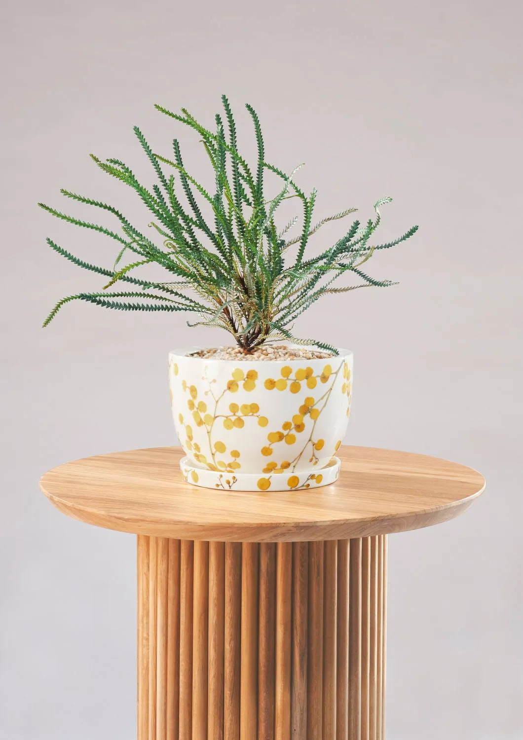 Angus & Celeste Decorative Plant Pot Yellow Wattle Styled