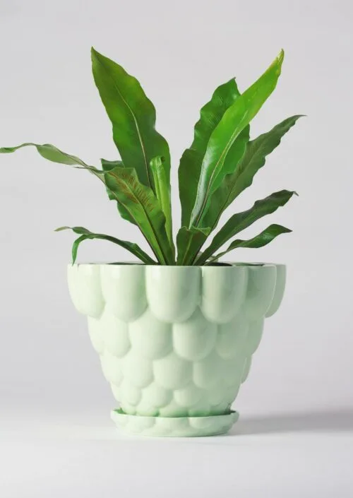 Angus & Celeste Jelly Plant Pot Green With Plant