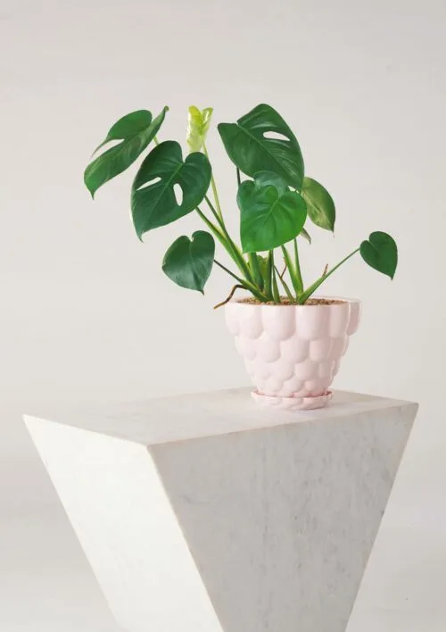Angus & Celeste Jelly Plant Pot Pink Styled
