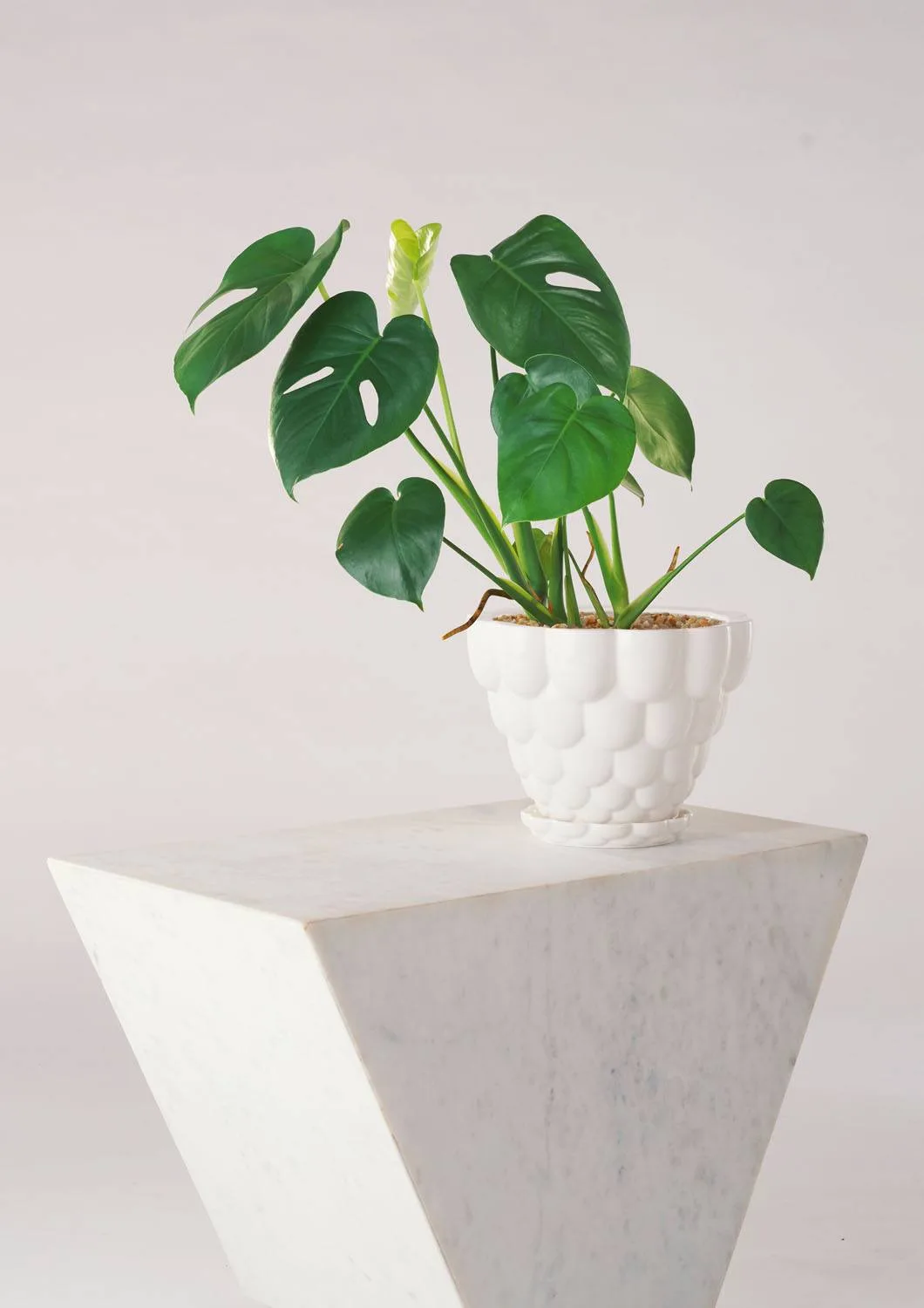 Angus & Celeste Jelly Plant Pot White Styled