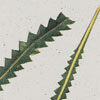 Australian Botanicals