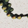 Australian Botanicals
