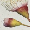 Australian Botanicals