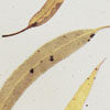 Australian Botanicals