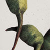 Australian Botanicals