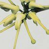 Australian Botanicals