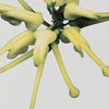 Grevillea Green Star
