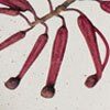Australian Botanicals