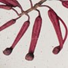 Grevillea