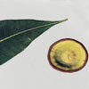 Australian Botanicals