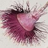 Australian Botanicals