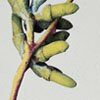 Australian Botanicals