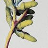 Gum Frond