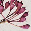 Australian Botanicals