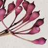 Pink Eucalyptus