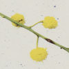 Australian Botanicals