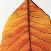 Autumn Leaf
