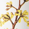 Eucalyptus Buds