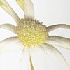 Flannel Flower