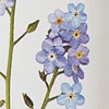 Forget Me Not