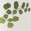 Maiden Fern