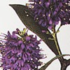 Purple Hebe