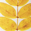 Yellow Leaf