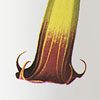 Angels Trumpet
