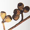Brown Eucalyptus