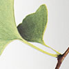 Ginkgo