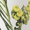 Green Grevillea