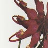 Grevillea