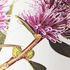 Hakea