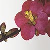 Japonica Bloom