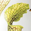 Pitcher Plant