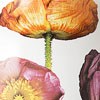 Poppy