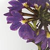 Purple Scaevola