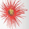 Star Gum Blossom