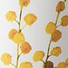 Wattle