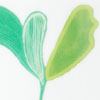 Green Zamia Palm