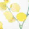 Wattle Blossom